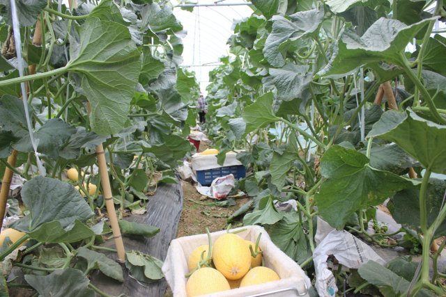 有一种叫云南的生活|保山昌宁:“四季产业”促增收,瓜甜果大菜蔬香