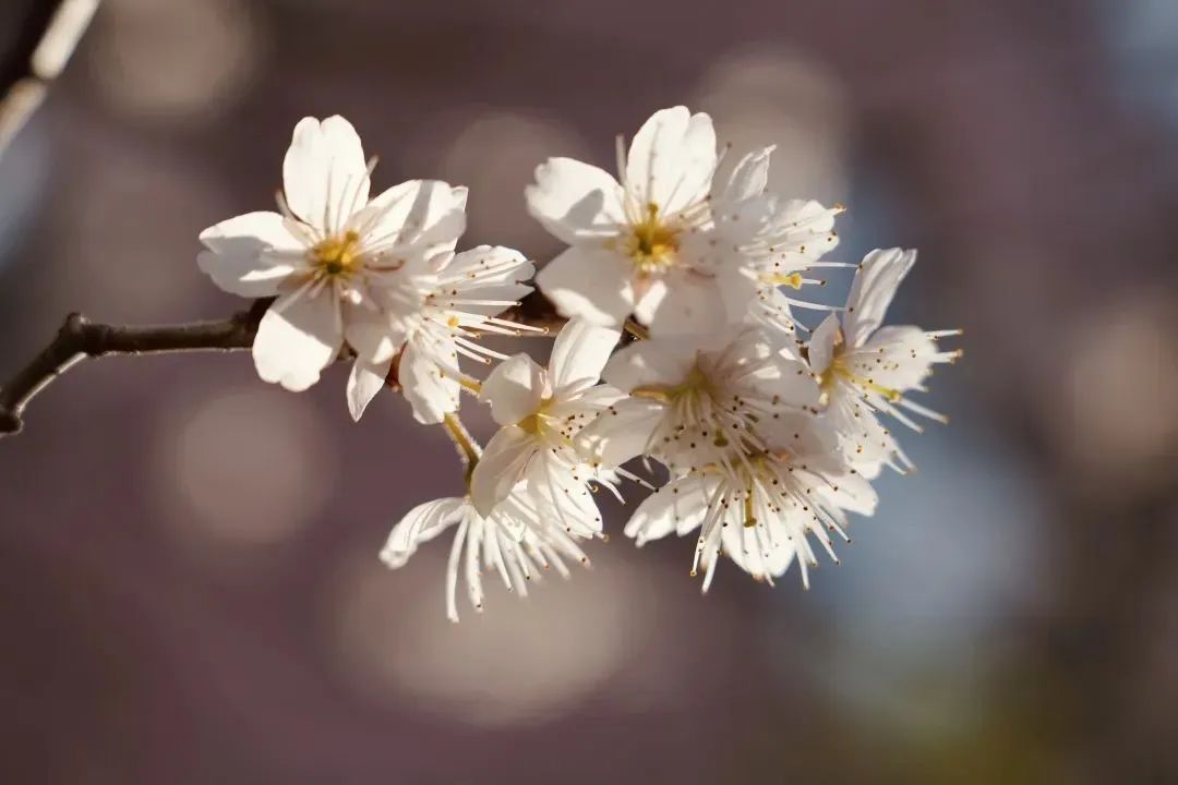 春日赏花先识花，识花先看这一篇~