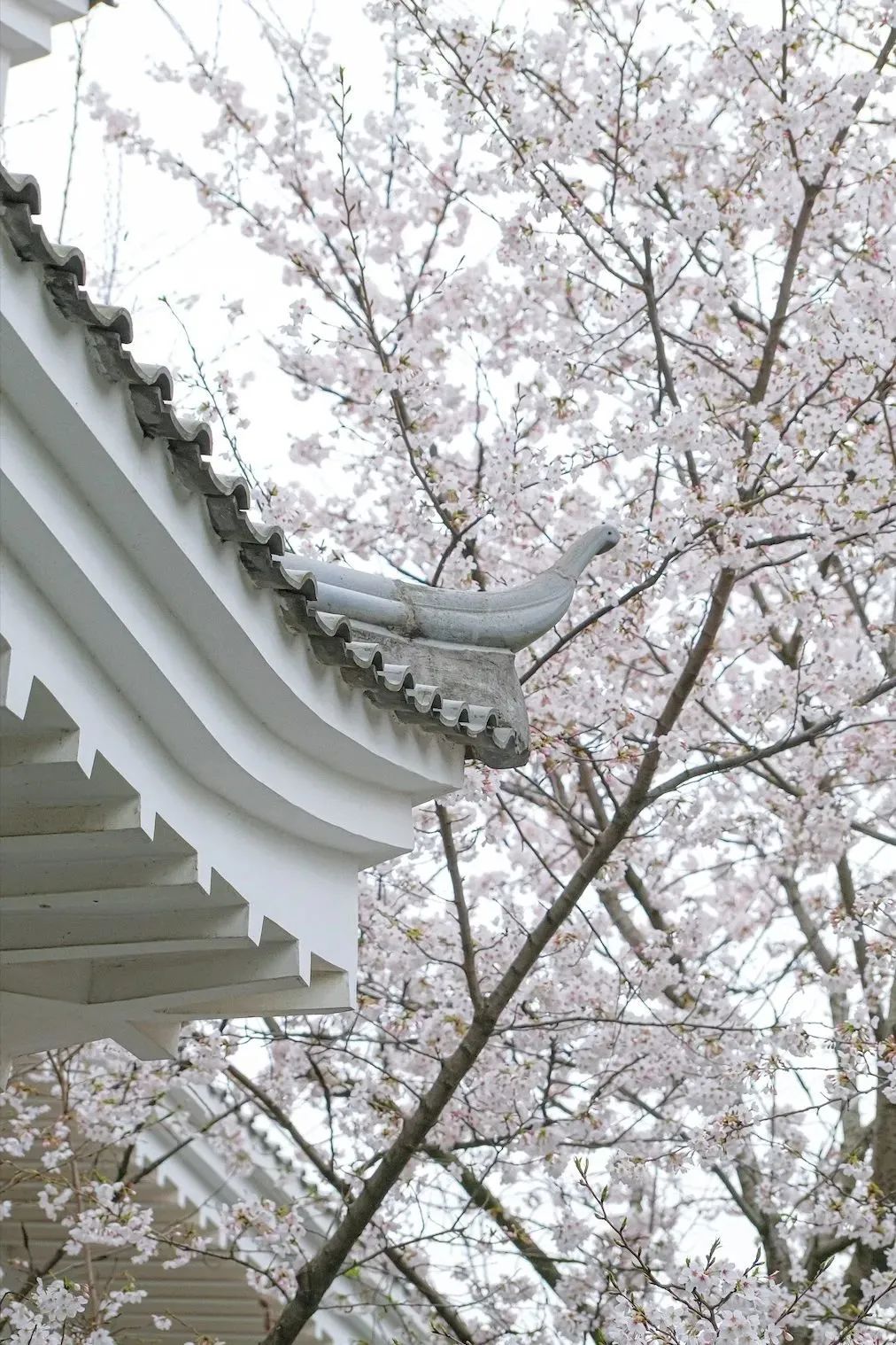 春日赏花先识花，识花先看这一篇~