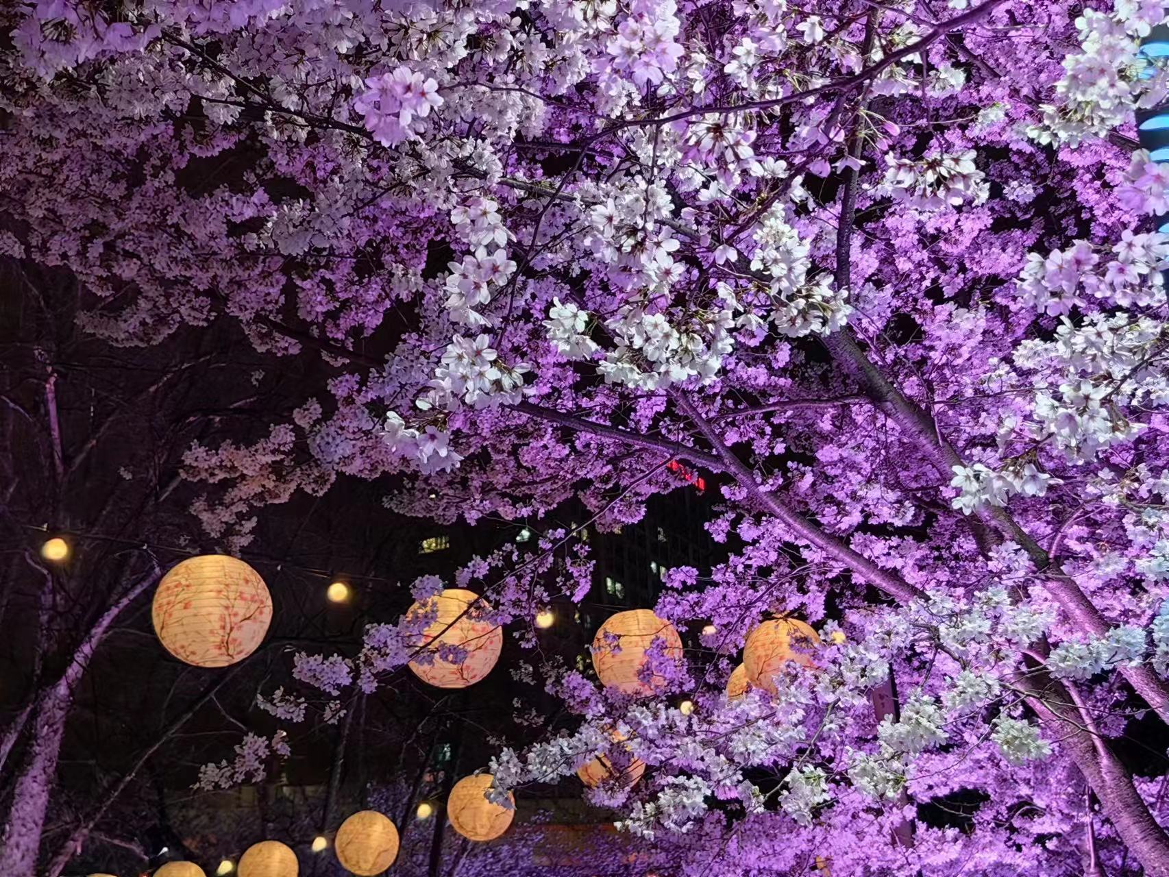 周末相约赏樱花,相约周末赏樱花