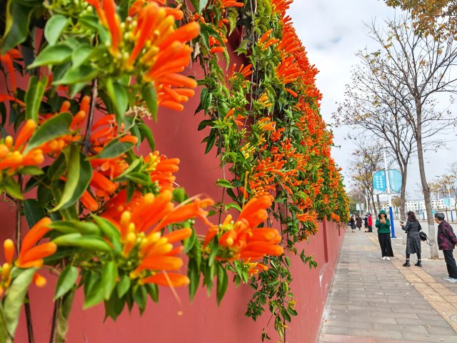 有一种叫云南的生活|云南的“宝藏绿化带”里可不只有迷迭香!