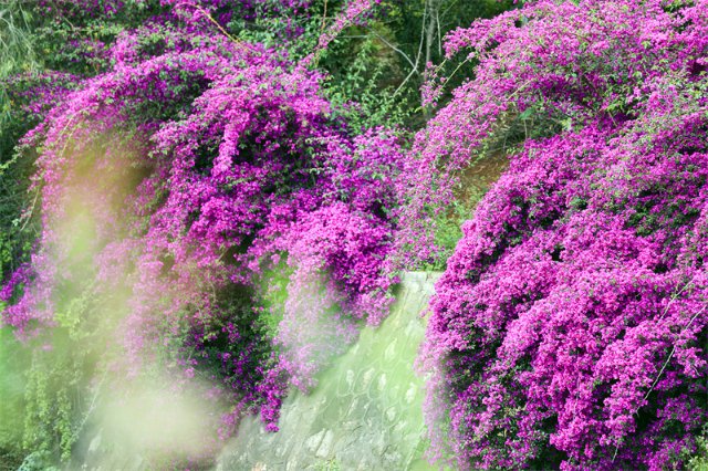 有一种叫云南的生活|云南的“宝藏绿化带”里可不只有迷迭香!