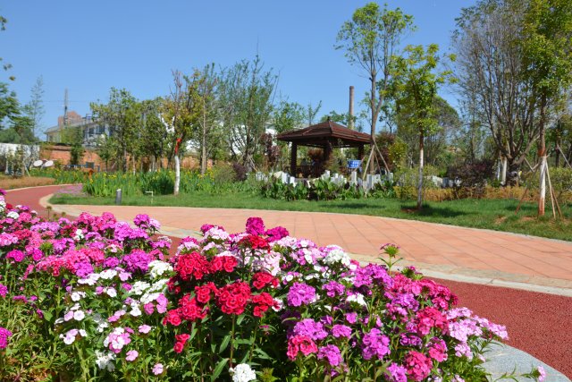 有一种叫云南的生活|云南的“宝藏绿化带”里可不只有迷迭香!