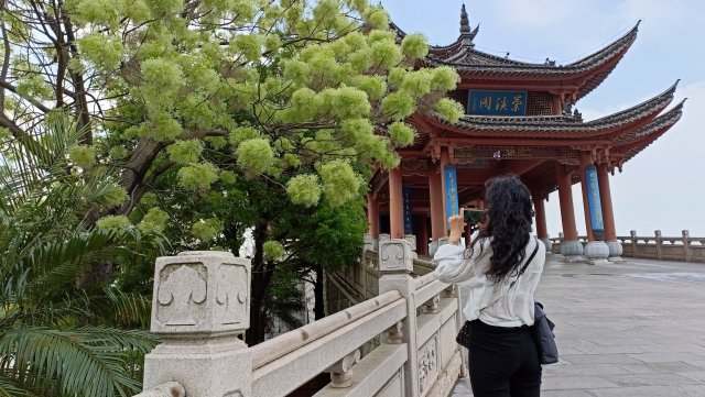 有一种叫云南的生活｜云南的“宝藏绿化带”里可不只有迷迭香！