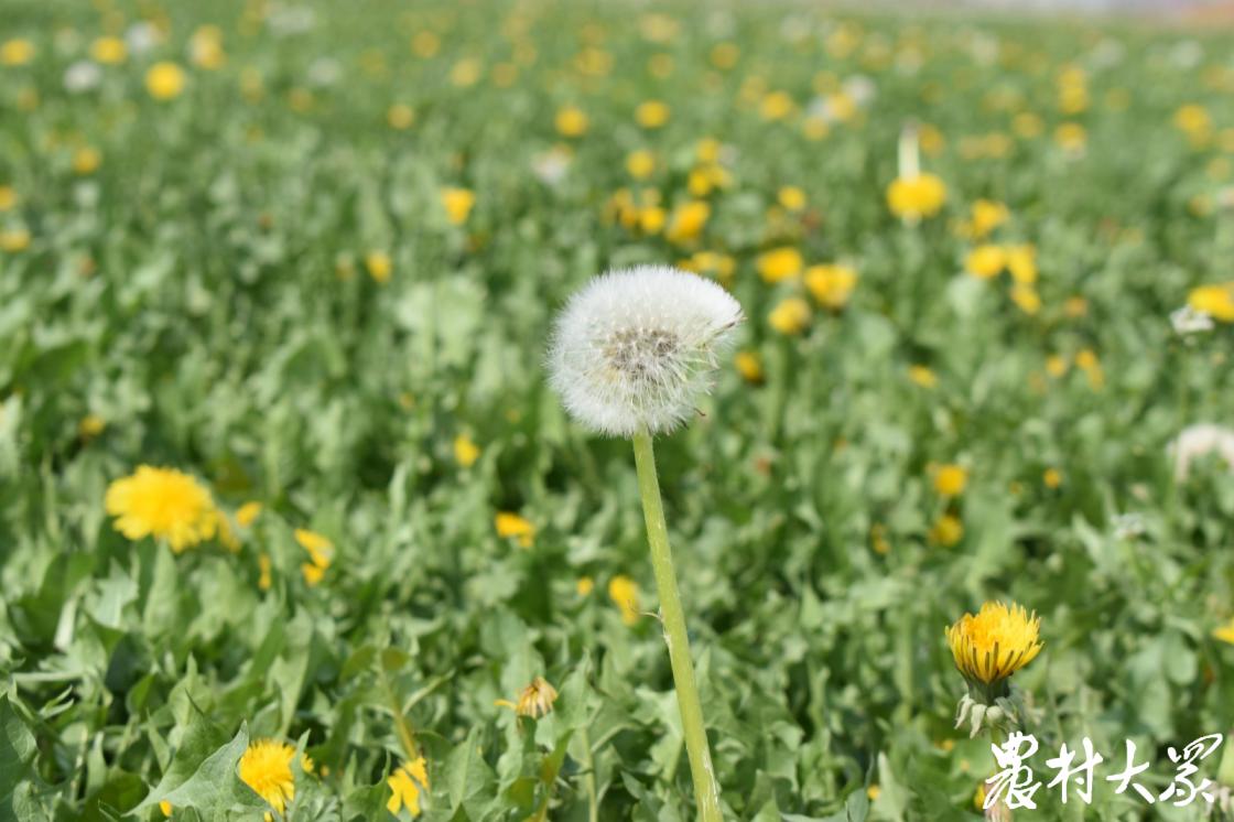 中药材收购价是怎么来的,近期中药材价格上涨