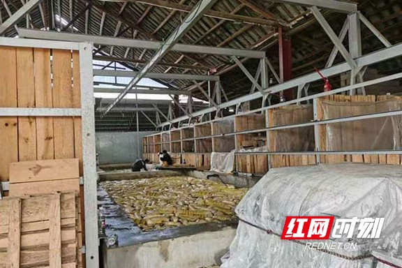 竹笋产业助力乡村振兴,桃江县小笋加工厂