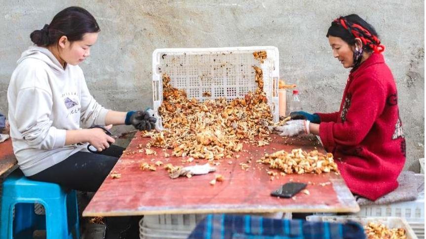 一川烟雨旅游视频,悬崖江城雅江有多美