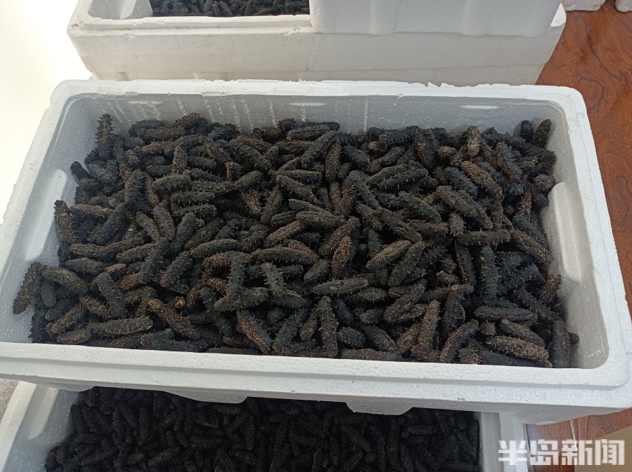 鲜参多少斤能出一斤淡干海参,北参南养开始了吗