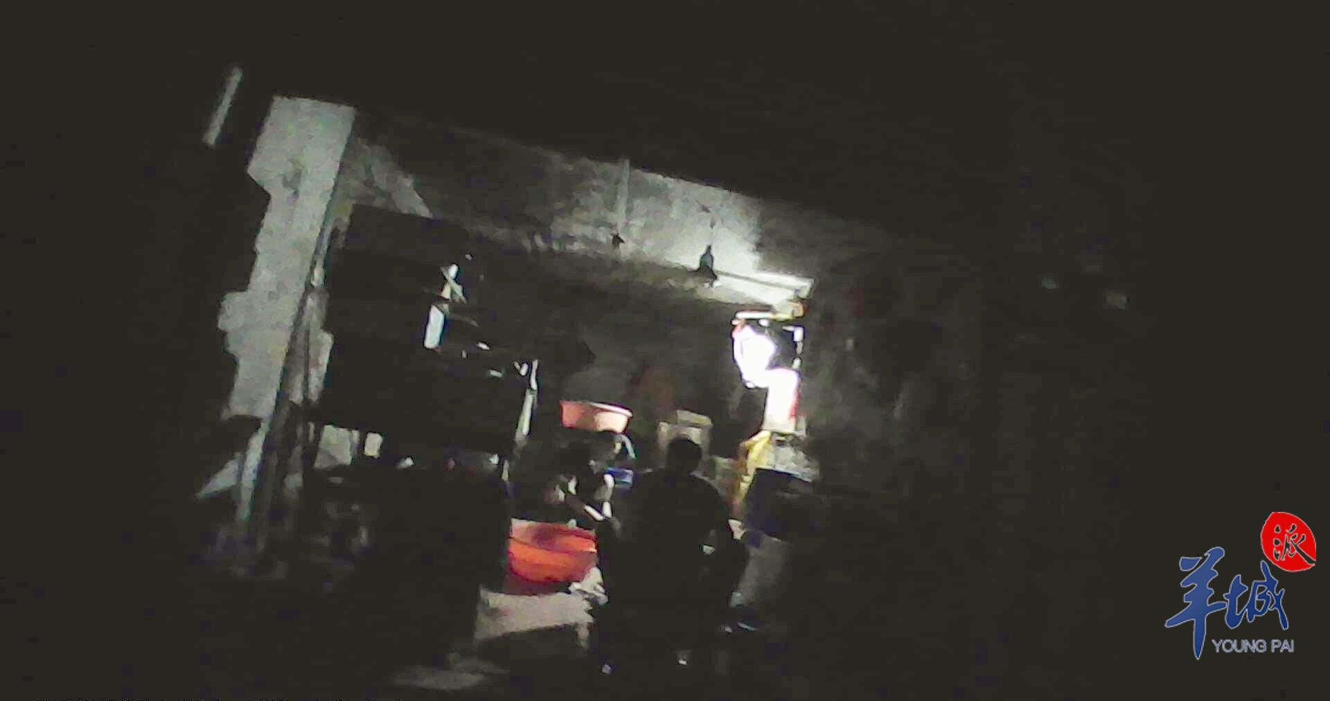 毛鸡最近消息,肉鸡毛鸡市场最新信息