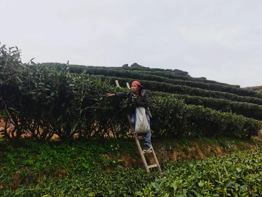 茶农在什么平台上推广茶最有效,茶农如何做好茶叶品牌