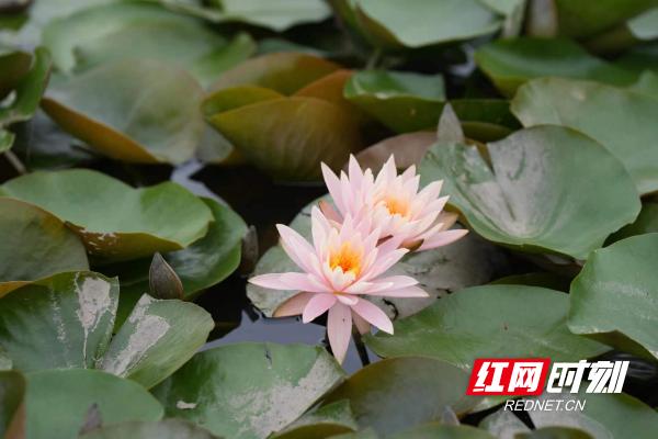 像极了莫奈笔下的睡莲,大通湖发现罕见双色睡莲