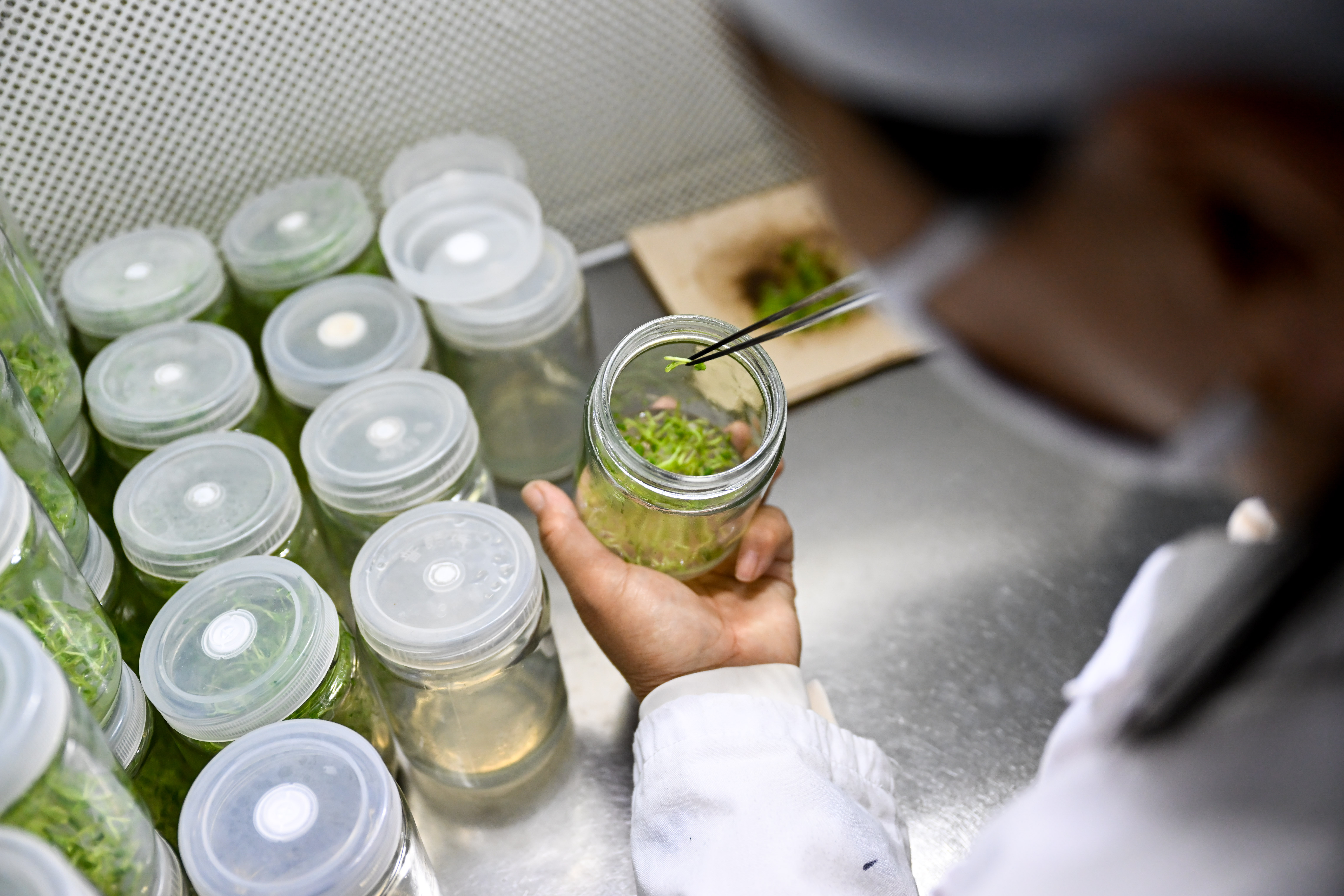 马铃薯脱毒苗生产的主要环节,试述马铃薯脱毒苗生产的主要环节