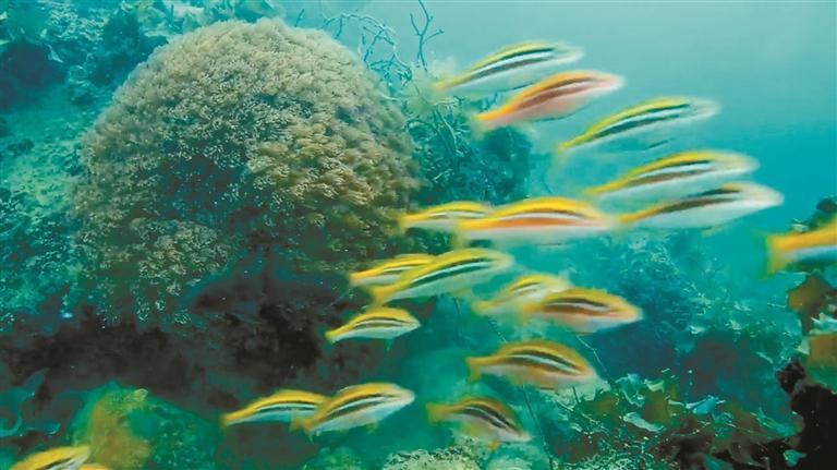 全国首档全年不间断海底慢直播栏目上线，深圳海底“十二时辰”收获海量关注