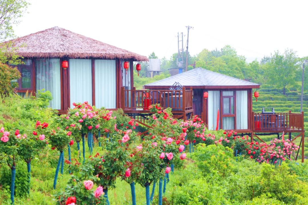 柏塘万亩茶园网红打卡地,孝昌县最好的茶园