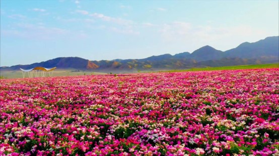 追着花儿看*疆新**｜那些花儿