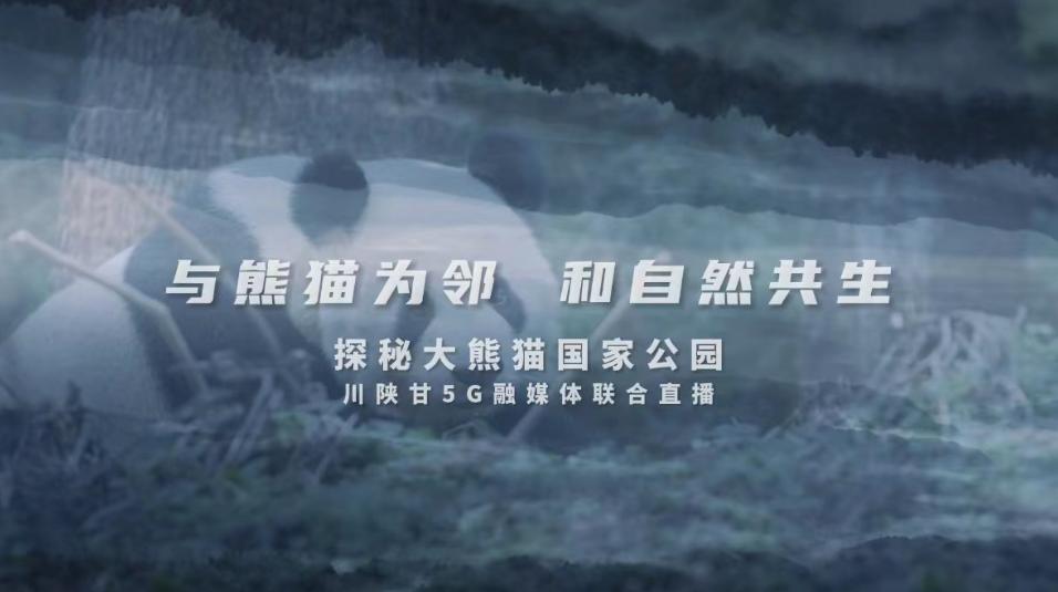 直播大熊猫节目,直播大熊猫