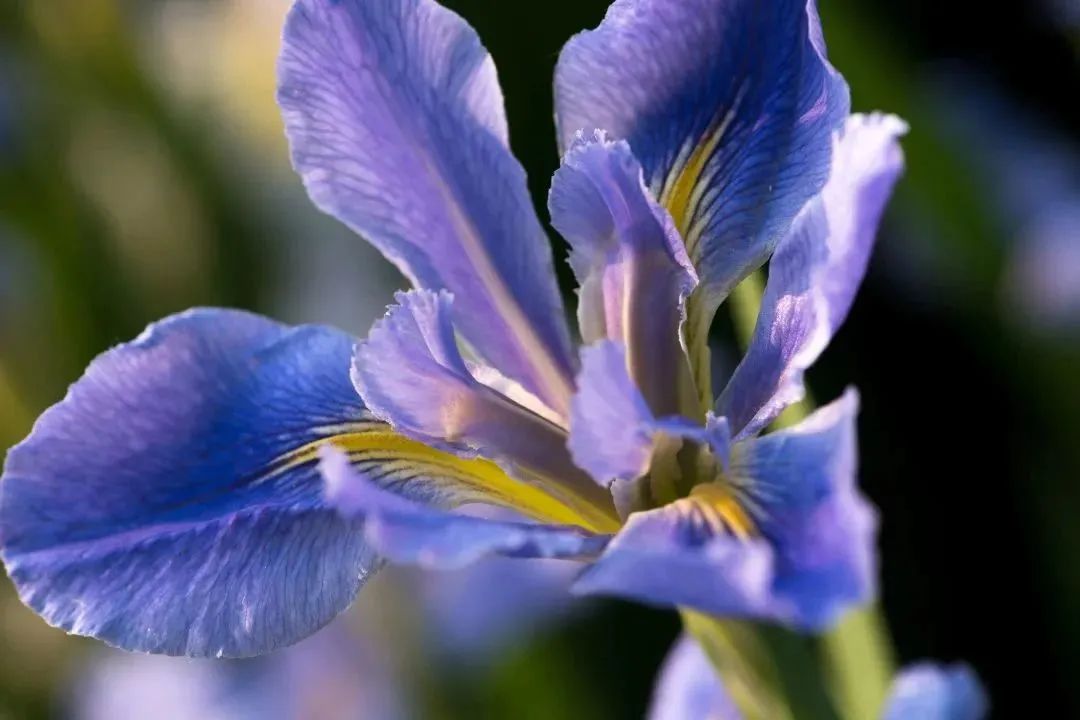 不同品种的鸢尾花怎么区分,鸢尾花品种及图片大全欣赏
