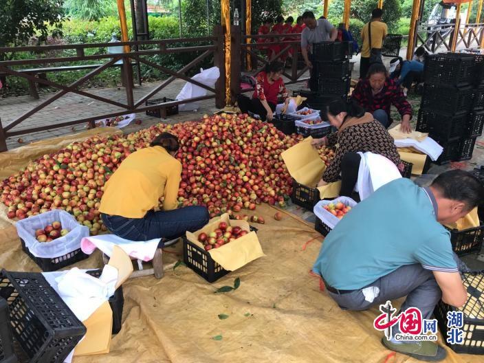 随县尚市油桃电商节正式启动,湖北电商扶贫成为助农增收新引擎