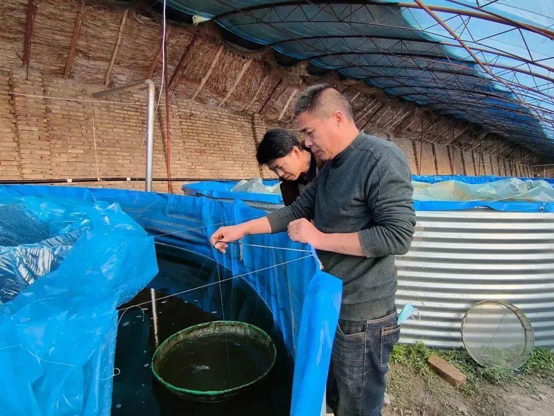 牛湖小龙虾,牛棚小龙虾