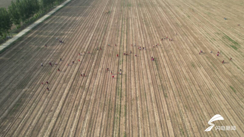 尖尖小芦笋撑起大产业,德州临邑芦笋