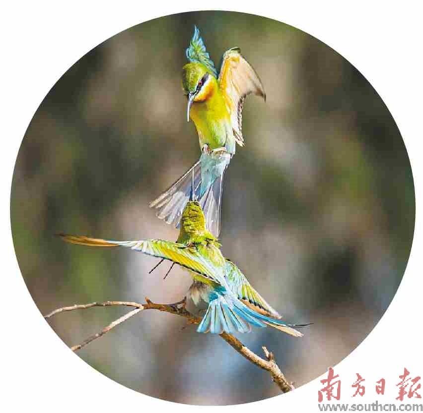 最美丽的风景与小鸟,一起享受大自然的最美小鸟