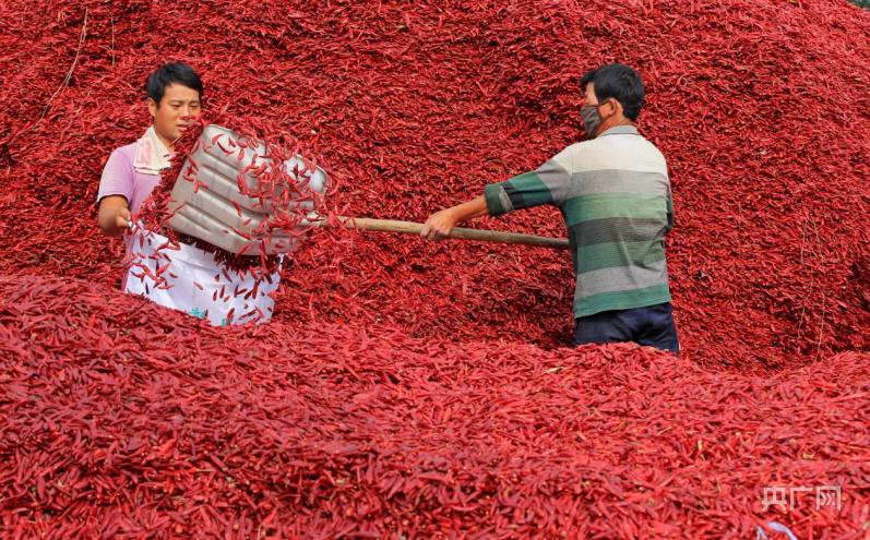 【大宏图·“县”在启航】山东金乡:产业立县敲响蒜乡“金蒜盘”播绿点翠巧绘惠民“新河湾”