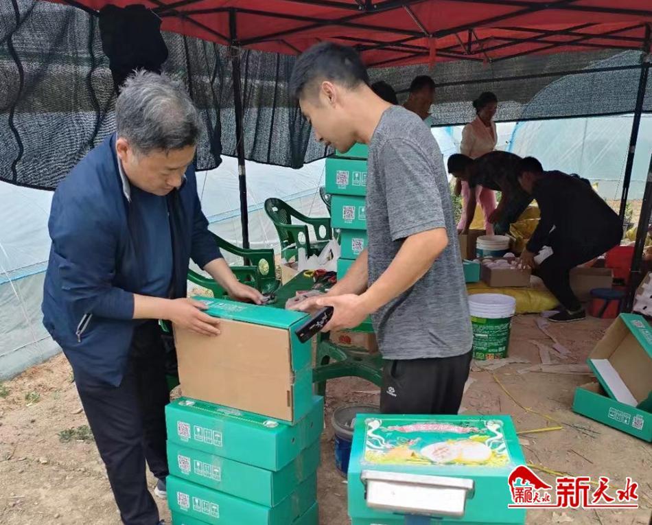 甘肃秦安白脆瓜价格表,甘肃秦安县甜脆瓜