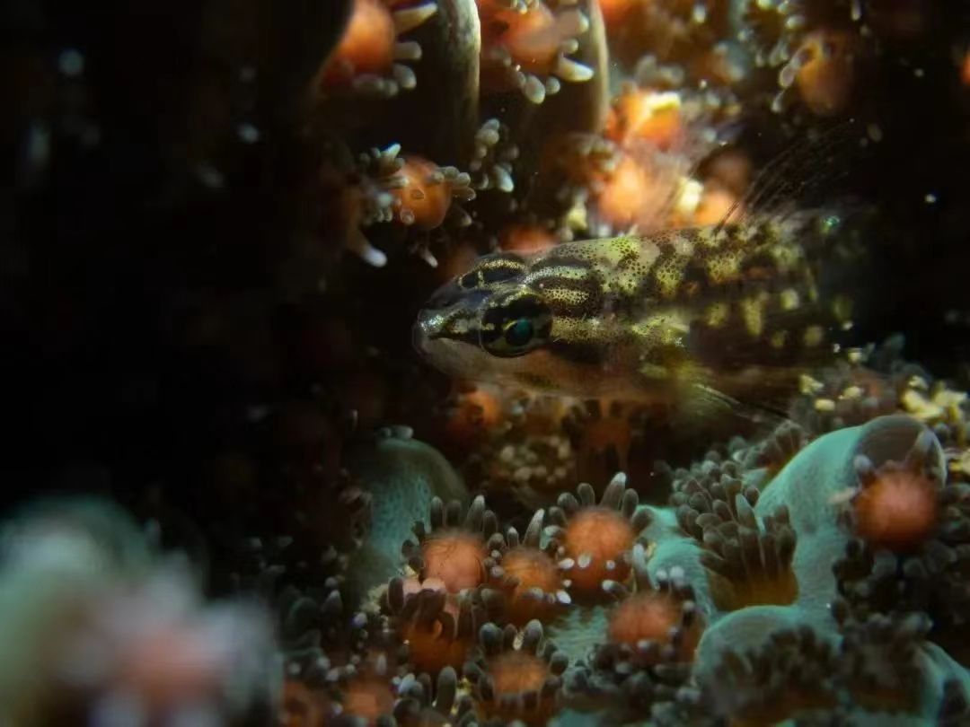 世界海洋日内容图片,世界海洋日海底世界