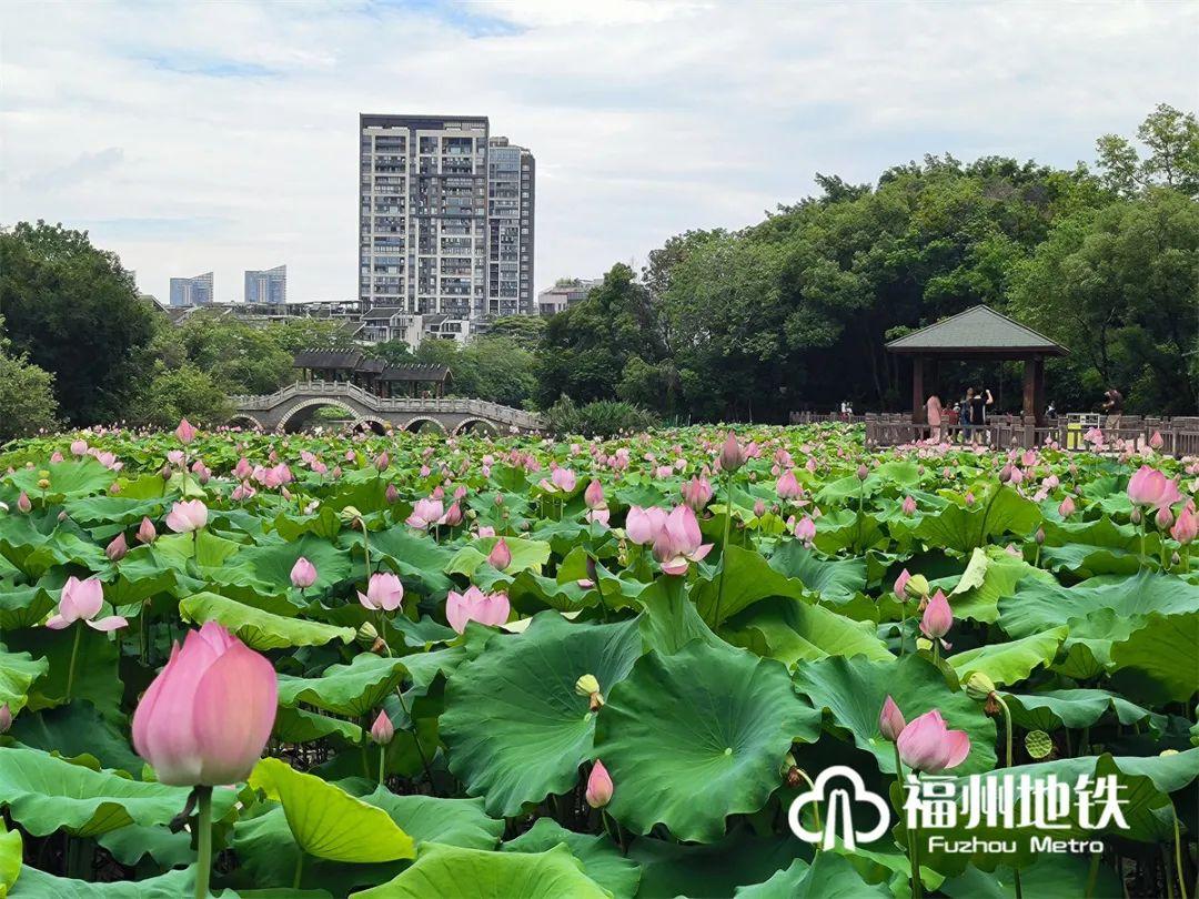 福州地铁4号线花海公园,福州地铁一号线金鸡山公园