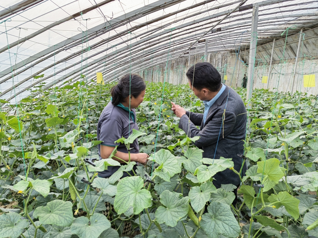 新闻周刊丨大学归来，扎根田间，争当头雁！返乡高管土专家，镀金升级新农人