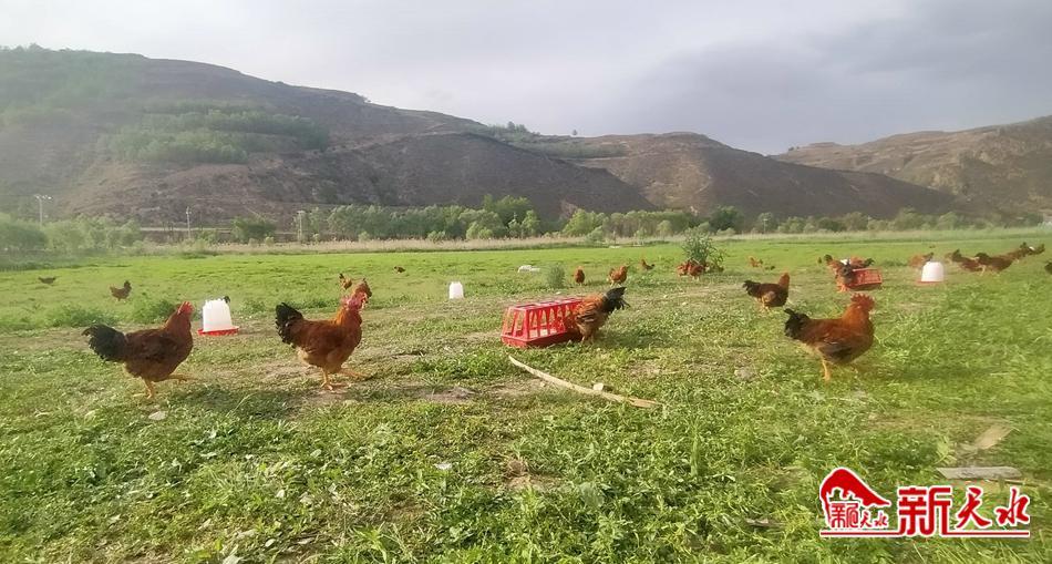 林下养殖鸡经济效益,农村创业养殖林下生态散养鸡