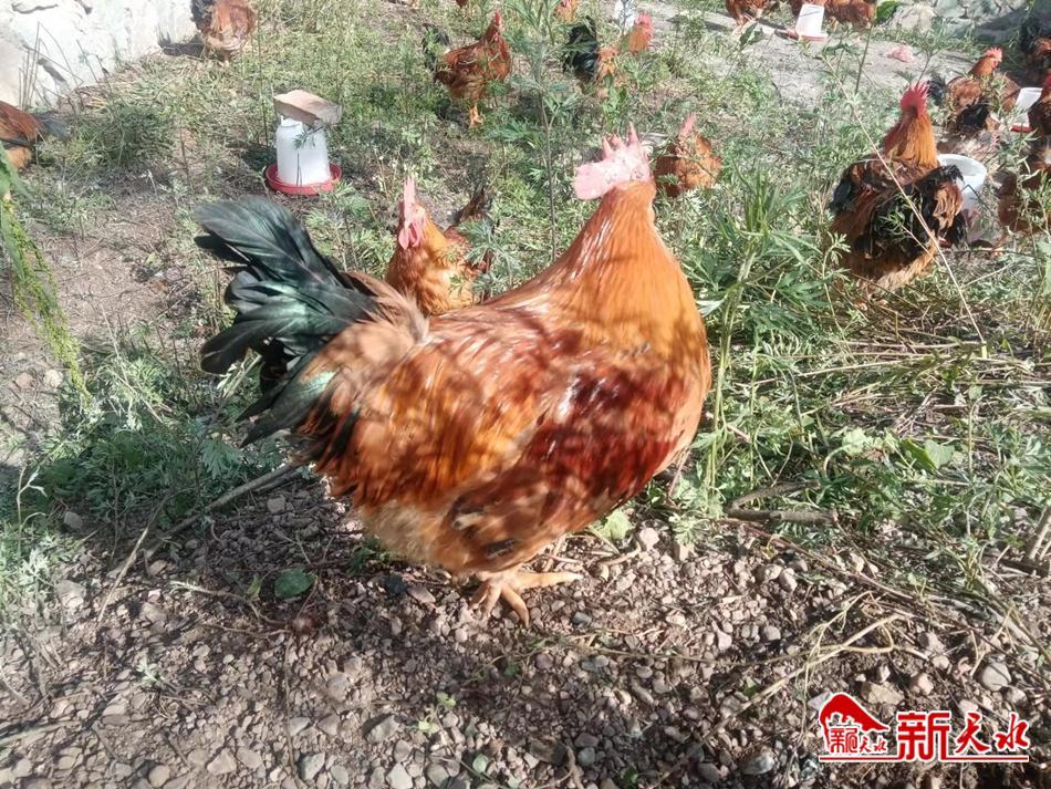 林下养殖鸡经济效益,农村创业养殖林下生态散养鸡