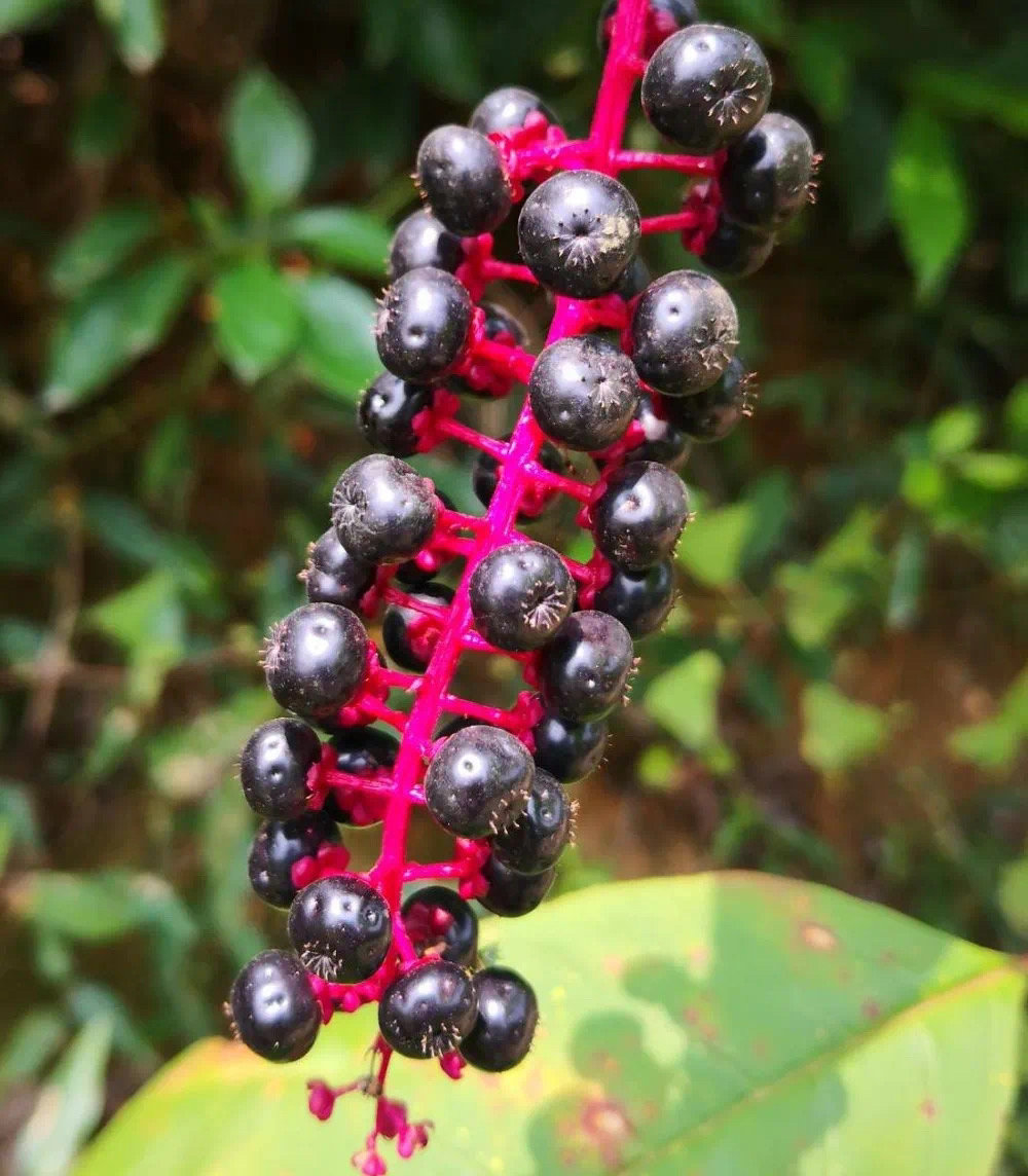 儿童吃葡萄的危险,葡萄有毒吗小孩能吃吗