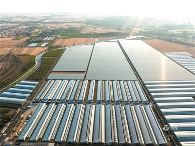 青岛高效农业规划,青岛提升农业发展