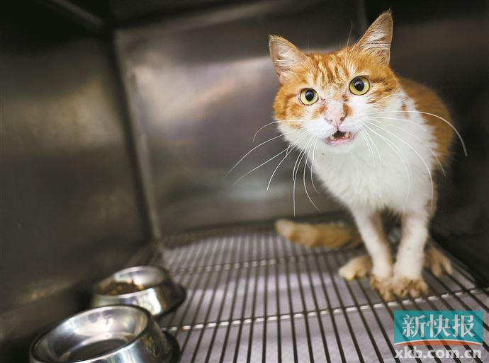 新手养猫如何让你家猫少生病,怎么养猫预防猫生病