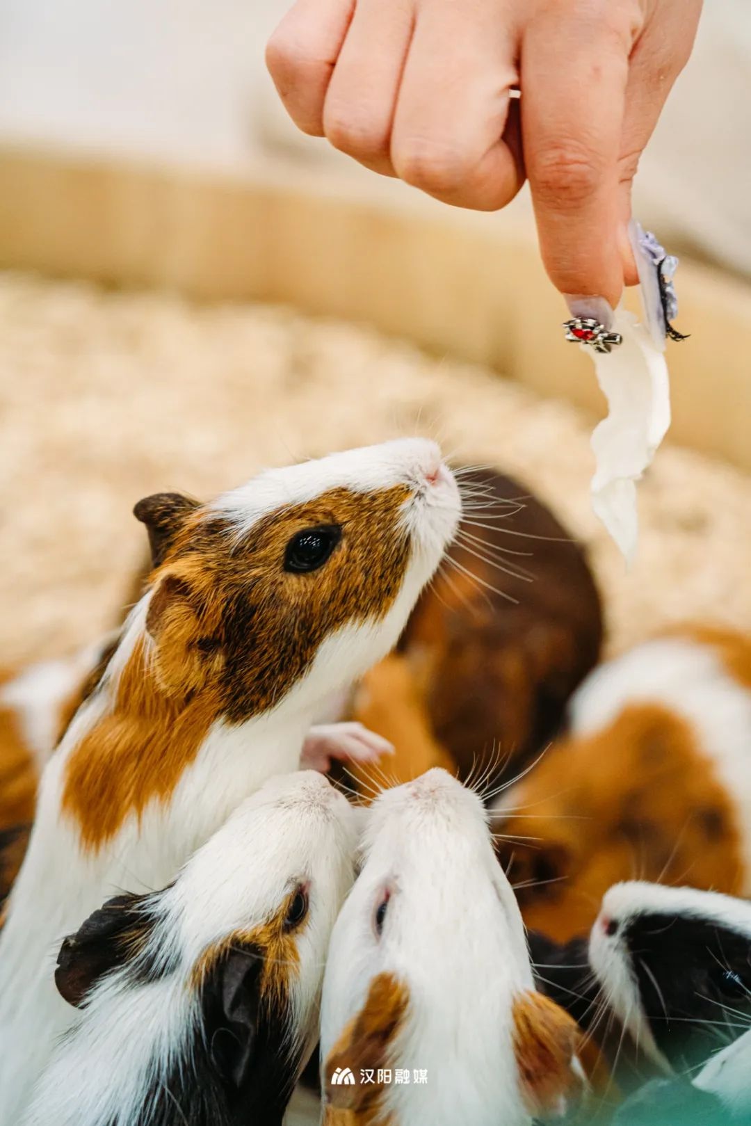 汉阳江滩儿童乐园和亲子乐园,汉阳十大免费儿童游乐园