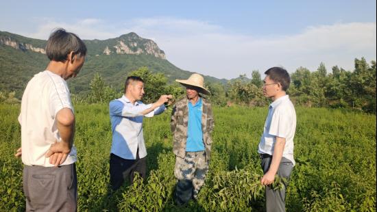 济源冬凌草济世药业有限公司,济源冬凌草产业