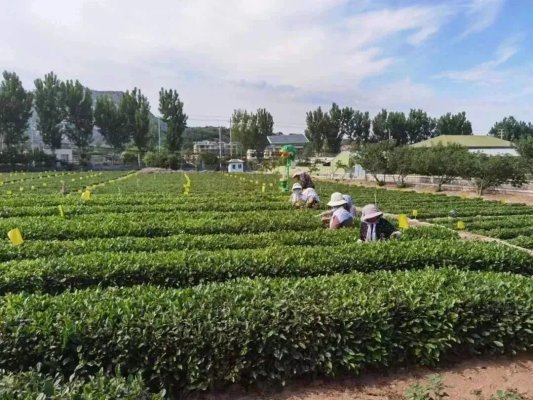 青岛夏令营活动海上,青岛夏令营游学