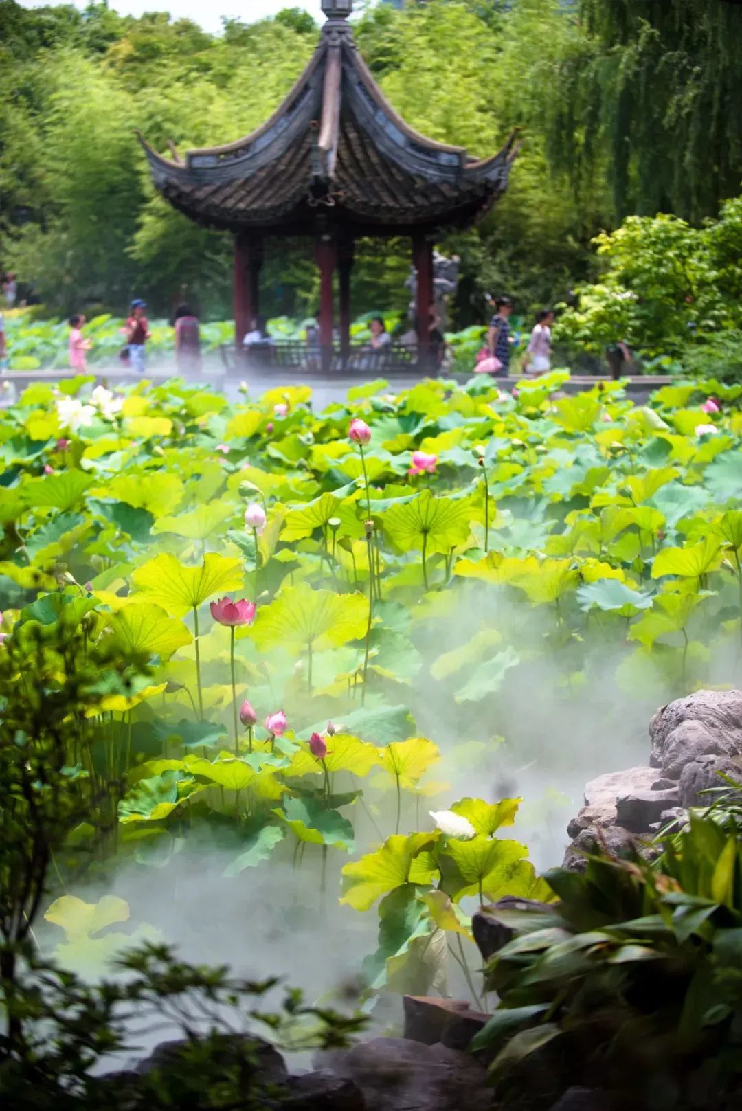 夏夜市集、上海荷花睡莲展、*风汉**夜游节……本周魔都有这些文娱活动,你中意哪个