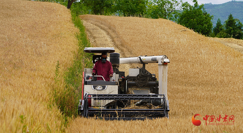 康县机械化助力小麦颗粒归仓,机械化助力小麦颗粒归仓