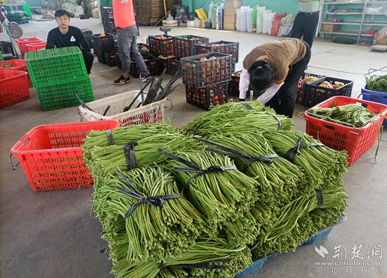 黄州区“新农人”借力网络“快车”,用“小屏幕”打开果蔬“大市场”