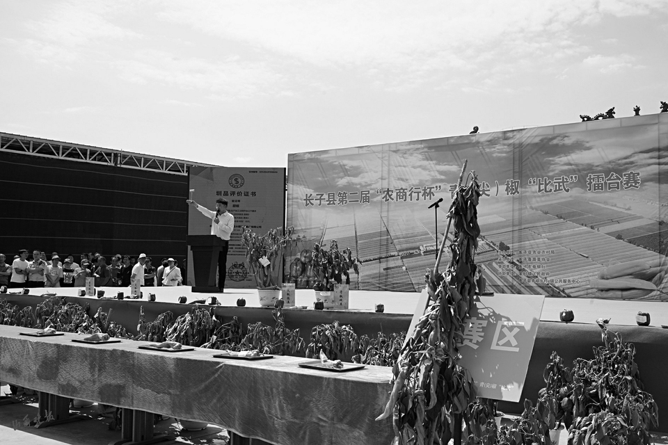 山西长子县举办青尖椒比武擂台赛,长子青尖椒比赛