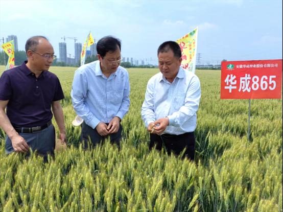 皖来一粒种豫收万担粮——安徽华成种业牵手河南省金囤种业加快推广小麦新品种华成865