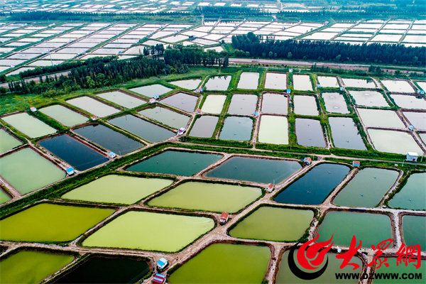 滨州市紧抓“三品一标”创建，助力对虾产业跑出“加速度”