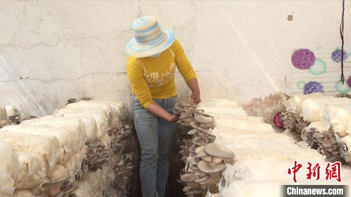 宁夏发展菌菇生产的有利条件,宁夏菌菇种植