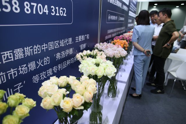 有一种叫云南的生活｜“郑和故里·云花灿烂”！2023晋宁玫瑰节启幕