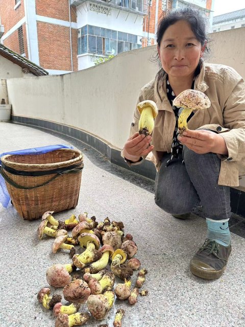 开屏策划｜上哪找菌、怎么识菌？云南捡菌“老司机”这样说→