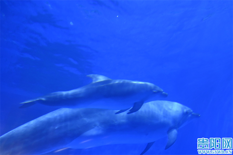 刚出生的海豚宝宝是什么样子,小海豚人工繁育
