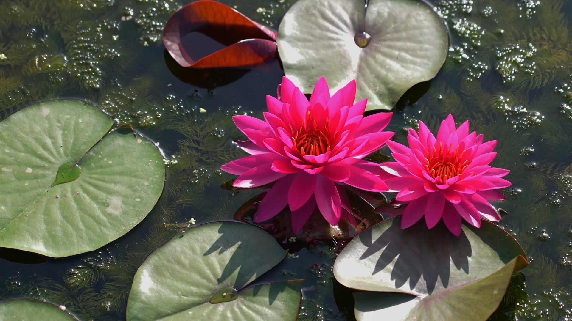 【‘荷’美与共】“荷”你相遇“莲”动盛夏