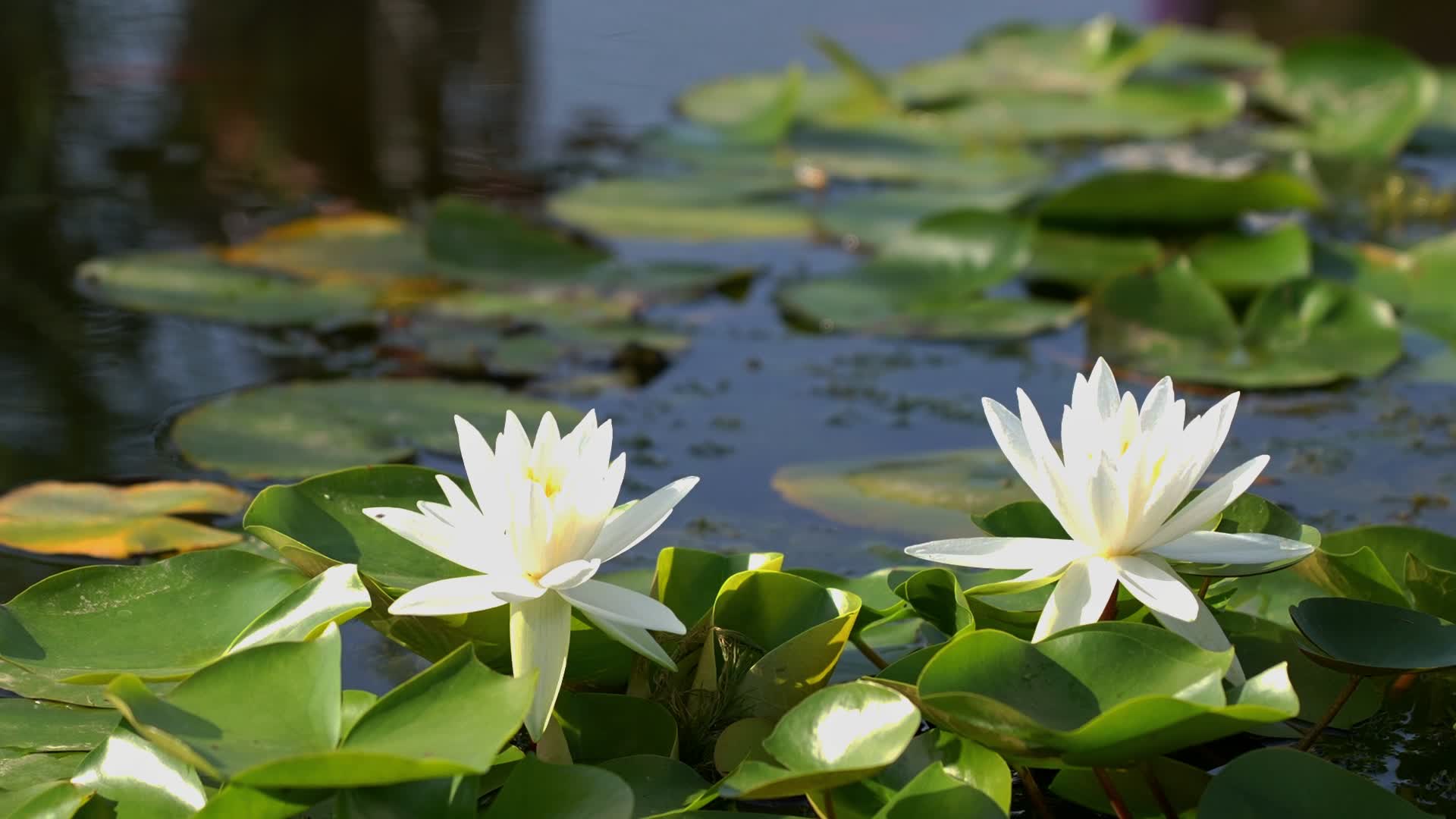 【‘荷’美与共】“荷”你相遇“莲”动盛夏